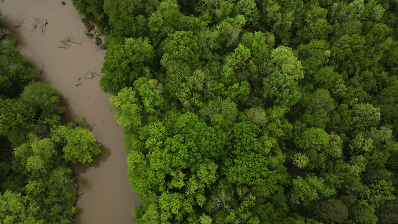 un río de lobos fangoso que pasa a través de un matorral verde
