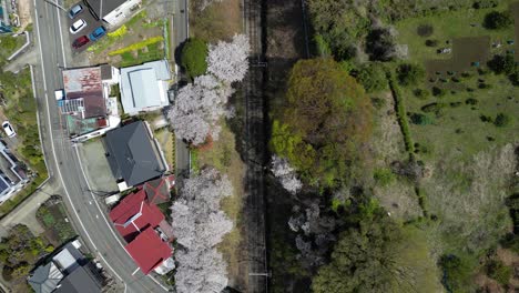 top down slow motion drone flight over train tracks flanked by sakura in japan
