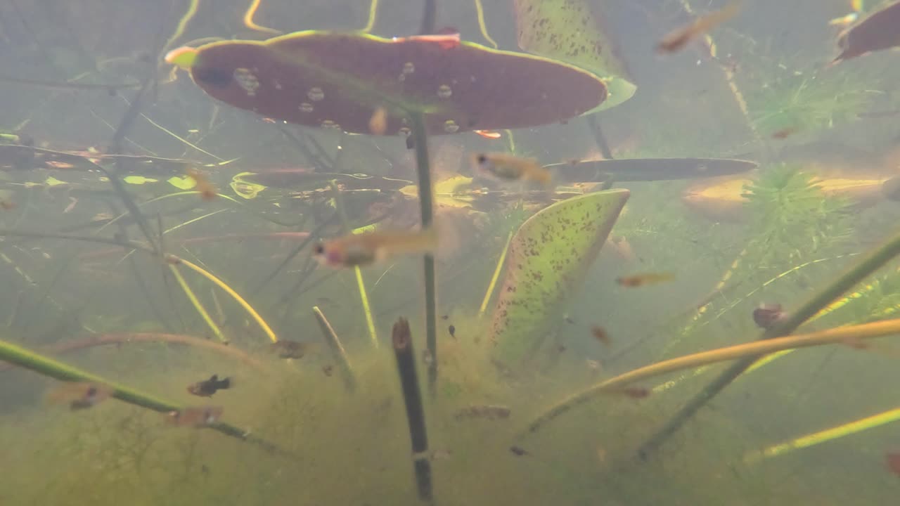 peces nadando a través de plantas acuáticas bajo el agua.
