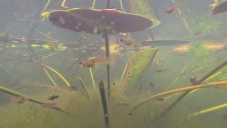 fish swimming through aquatic plants underwater.