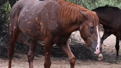 scarred stallion walks in slow motion in a mesquite tree forest