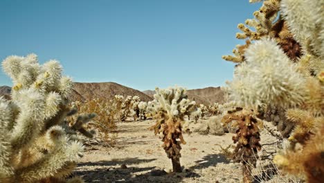 planta de cactus en el parque nacional de joshua tree en california en un día parcialmente nublado con video dolly en movimiento