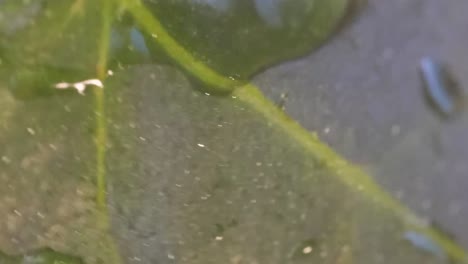 Reversed Raindrops Rain in a Hotel in the Middle of a Forest View Heavy Rain on a Village House in the Middle of a Forest View from a Hotel Window in Indonesia Bali Slow Motion Reversed Video of Raindrops High Quality Footage