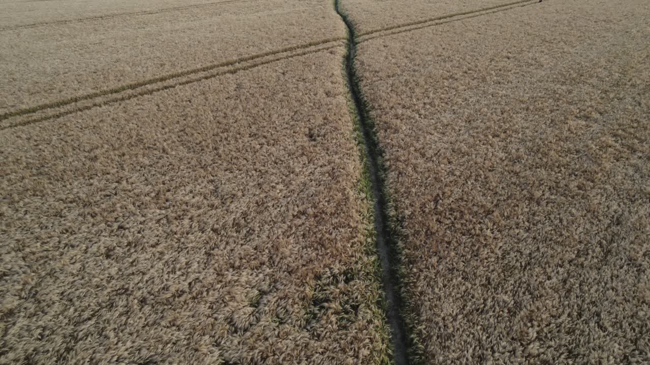 vista elevada de un campo de trigo con huellas de tractor diagonales en el lado rural de europa oriental