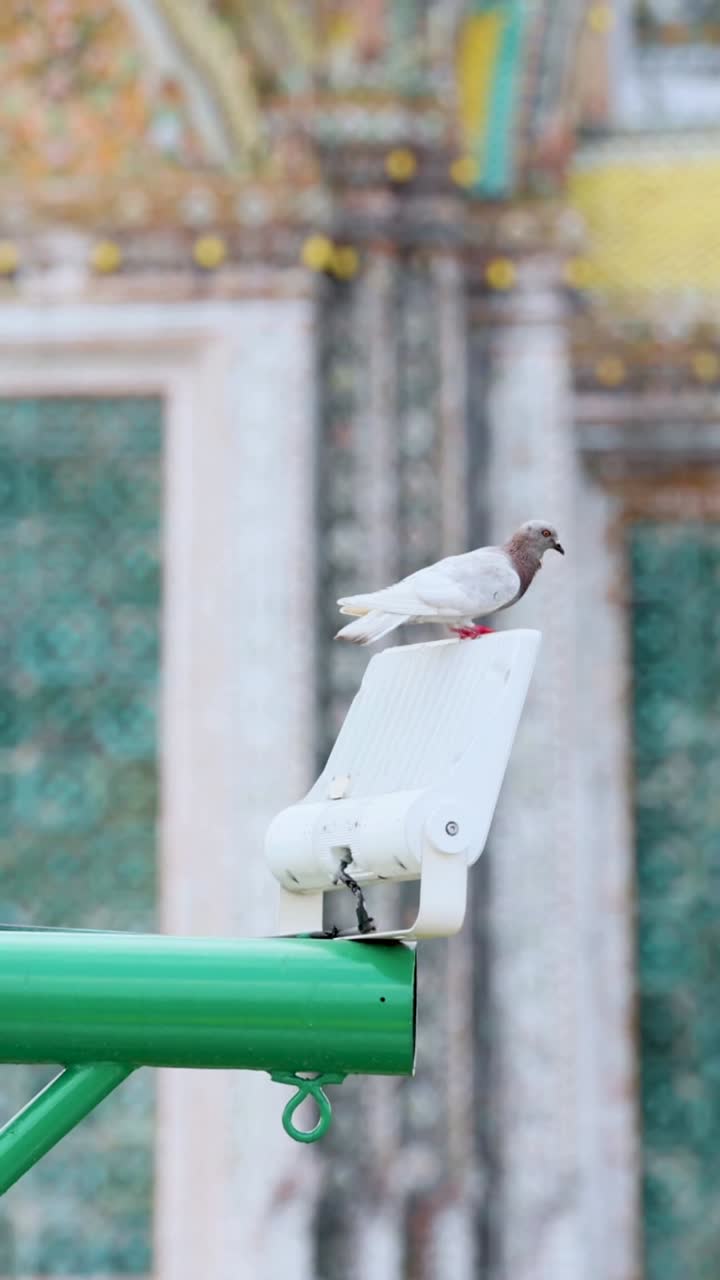 голубь, сидящий возле ват-аруна в бангкоке