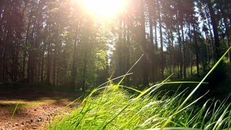 breezy spring morning wake up on a hiking trail in national park orlické hory