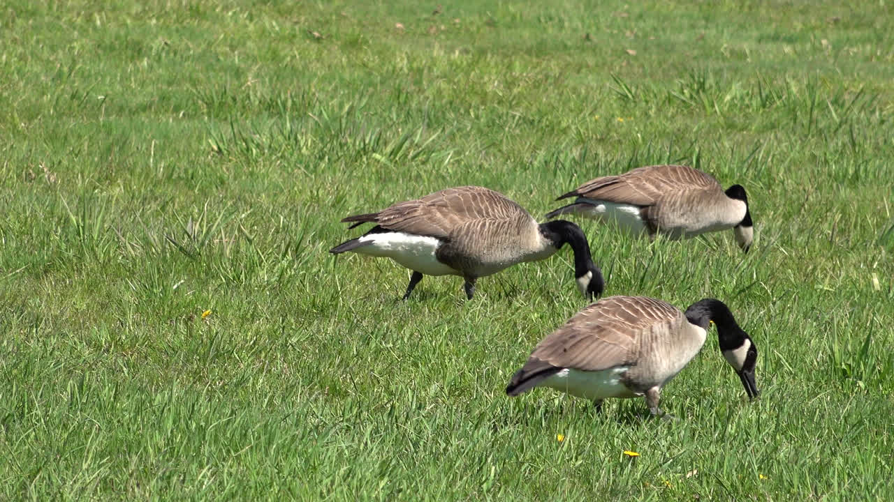 Three Canada Geese Grazing in a Green Field