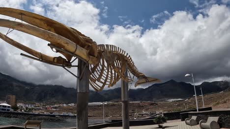 Beautiful-whale-skeleton-in-Los-Silos,-Tenerife--Slow-motion-walking