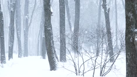 park in winter snowy snowstorm day. pan, panorama