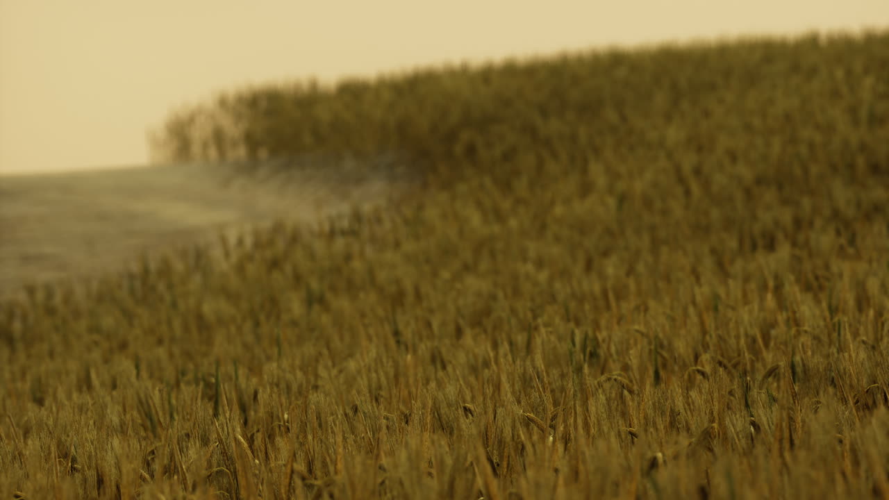 Golden wheat field swaying in the breeze during sunset in rural countryside