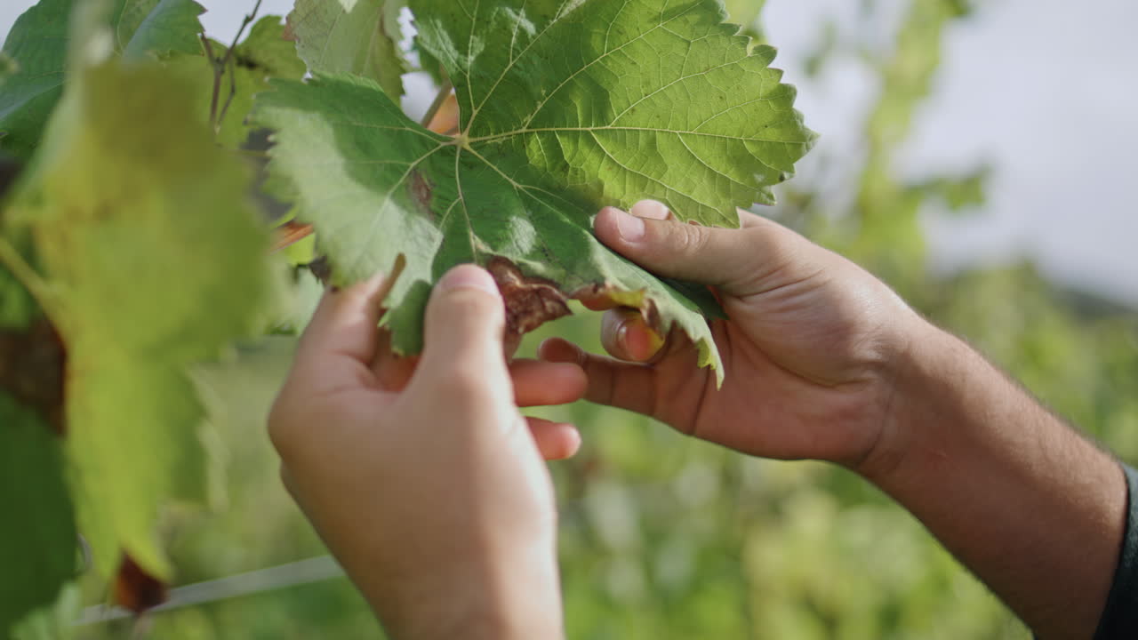 mano tocando la hoja de uva comprobando el arbusto de primer plano vertical. trabajador inspeccionando la vid