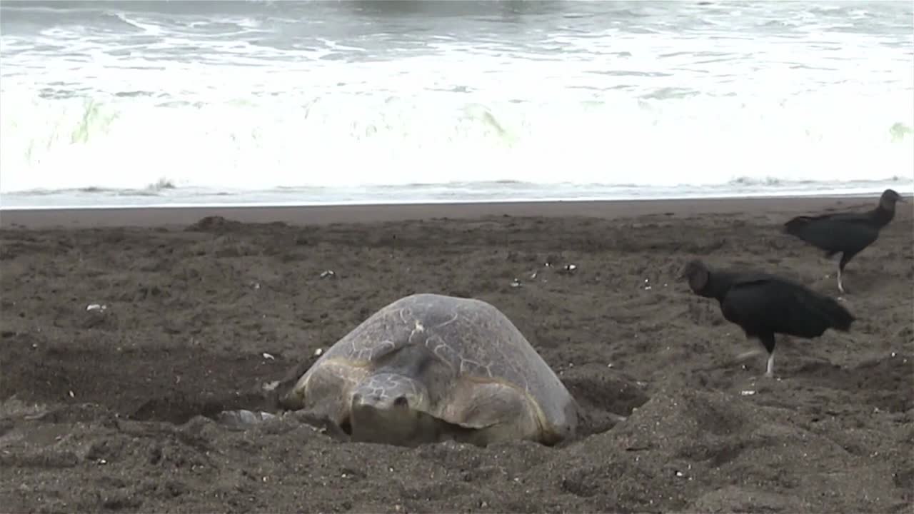 tortuga golfina lucha a través de las olas para poner huevos 1