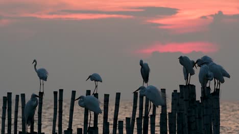 The-Great-Egret,-also-known-as-the-Common-Egret-or-the-Large-Egret