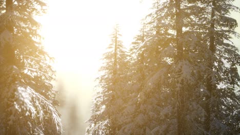 splendid christmas scene in the mountain forest. colorful winter sunrise