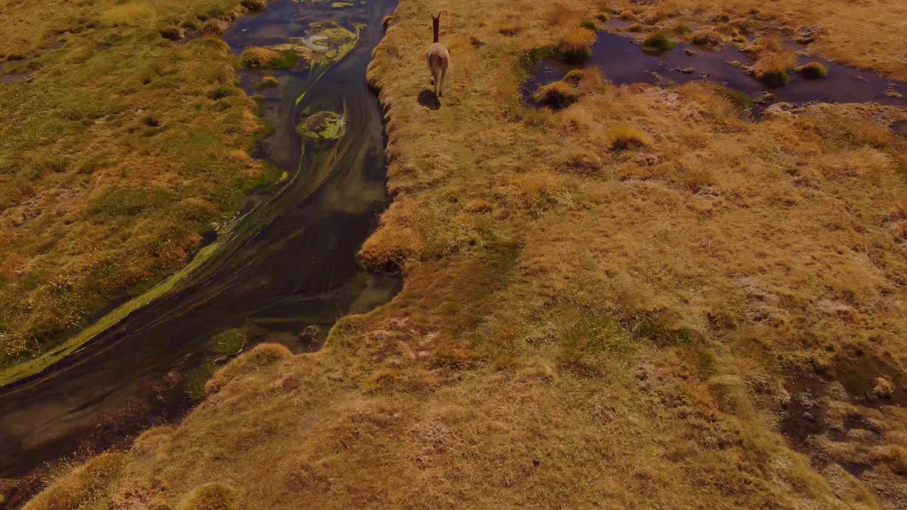 Wild vicunas near the Quebrada de Quepiaco stream in the Atacama Desert, Chile. A peaceful, cinematic scene with animals in their natural environment.