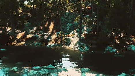 a tranquil forest with a still pond