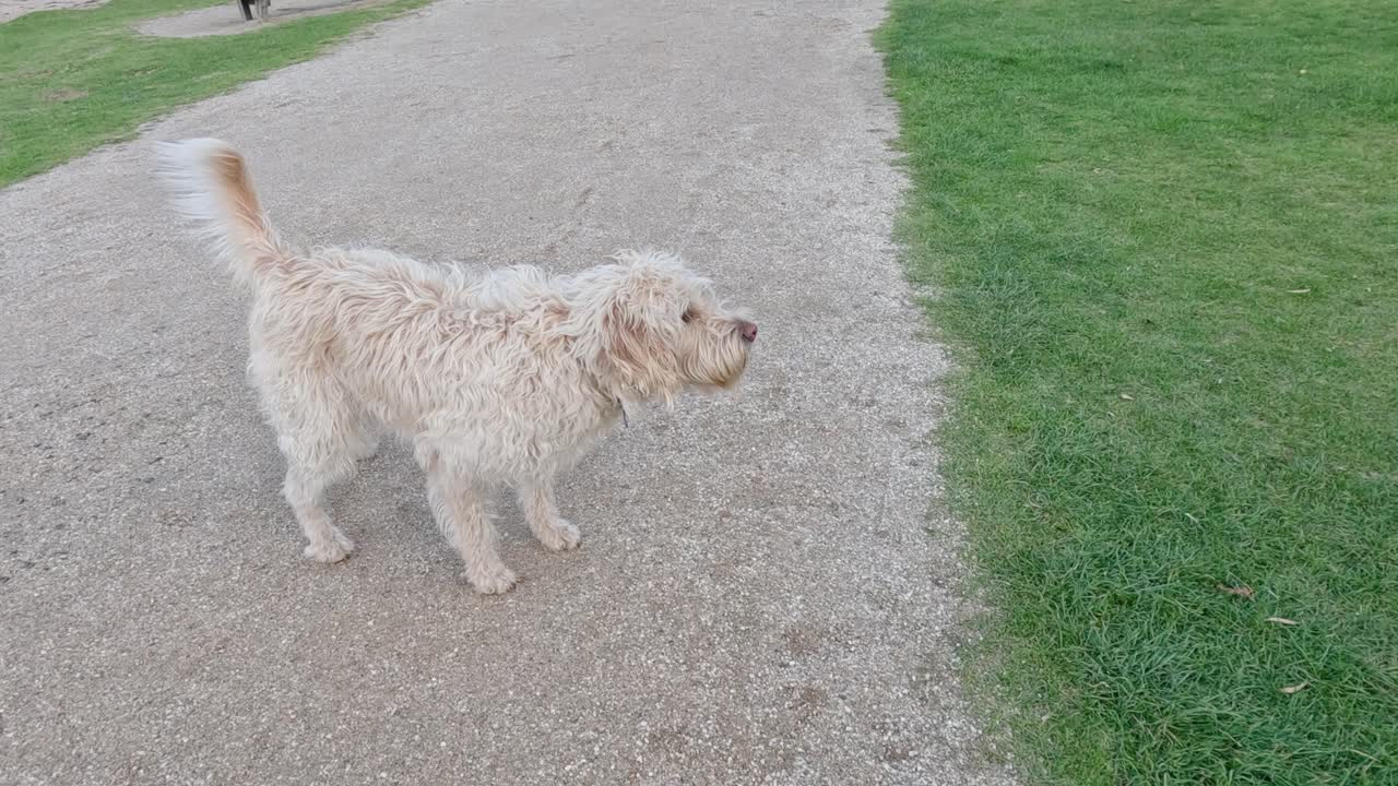 해변 길 에서 가져오기 를 하는 개