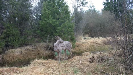 female roe deer (capreolus capreolus) looking for food during the spring moult. saaremaa, estonia.