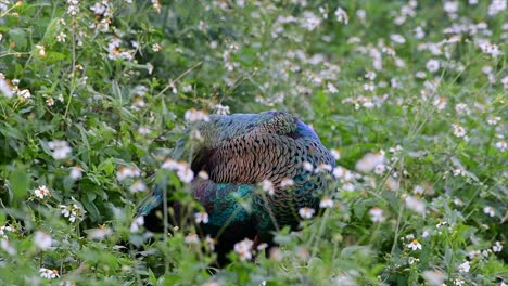 el pavo real verde es una de las aves más hermosas de tailandia y verlo acicalarse en medio de las plantas con flores es una experiencia fantástica para recordar