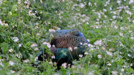 the green peafowl is one of the most beautiful birds in thailand and watching it preening in the middle of flowering plants is a fantastic experience to reminisce