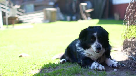 dog lying on the grass countryside