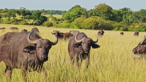 slow motion of african wildlife, buffalo herd on africa animal safari in maasai mara in kenya at masai mara national reserve in long grass grassland, steadicam tracking gimbal shot