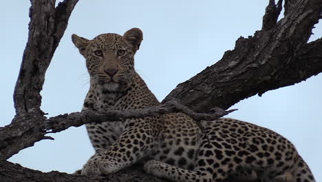 Ein-Junger-Männlicher-Leopard-Beobachtet-Die-Kamera,-Während-Er-Auf-Einem-Baum-Sitzt