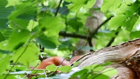 Adorable-protected-red-squirrel-climbs-down-woodland-tree-branch-surrounded-by-windy-blowing-leaves