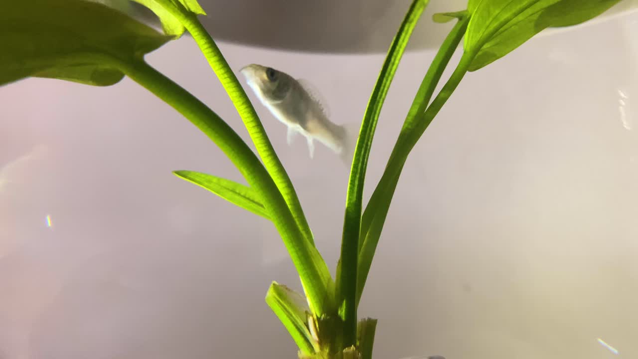 домашний аквариум с растением внутри