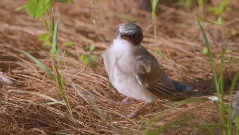 Close-up-of-Azure-winged-Magpie-Chick-Standing-in-Sunlight-on-the-Ground-Covered-in-Fallen-Pine-Needles-