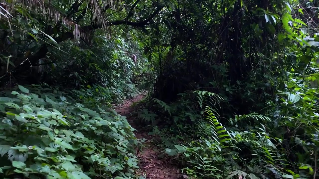 Sentiero stretto attraverso una fitta vegetazione della foresta tropicale nella foresta nazionale di Khadimnagar, Sylhet, Bangladesh, che mostra un lussureggiante sottobosco della giungla, una chioma frondosa e un sentiero appartato nella foresta pluviale