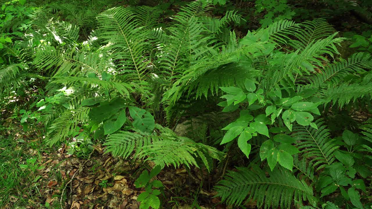 Felci verdi e altre piante verdi che ondeggiano freneticamente nel vento, con alcuni raggi di luce sulla sinistra