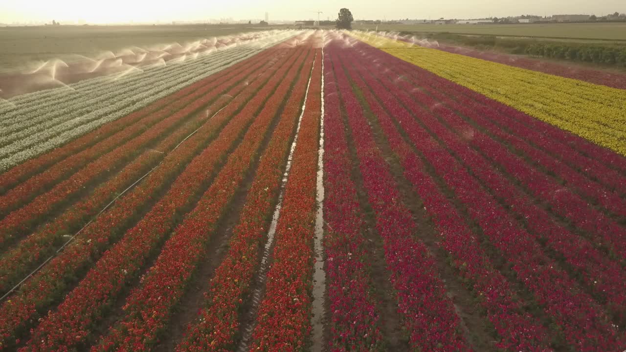 Campi di fiori colorati con sistema di irrigazione