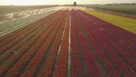 campos de flores coloridas con sistema de riego