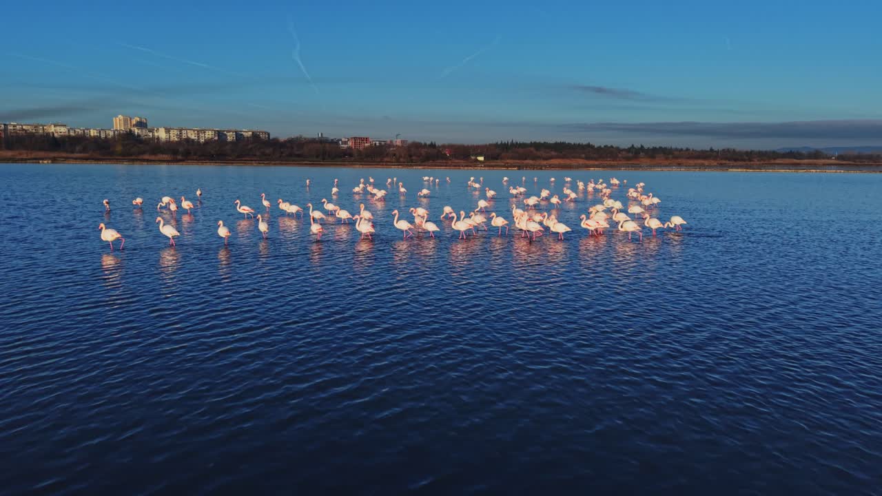 Flamingos gathered in the water during a clear day near the city