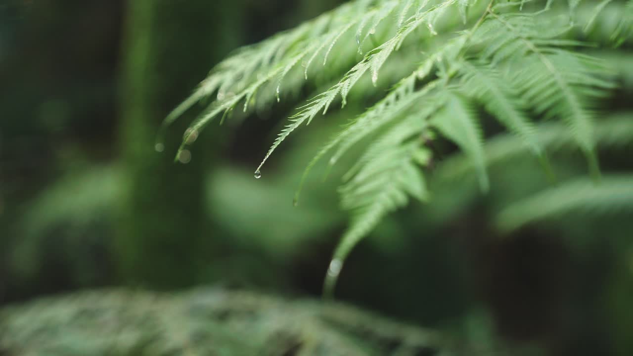 Lush green rainforest, Sunlight falling on fern tree, rack focus macro new zealand water on leaf, symmetry satisfaction iconic