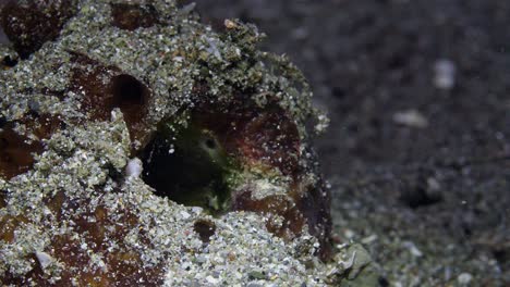 small mantis shrimp cleans sand out of hole, anilao, philippines 3 of 4 60fps