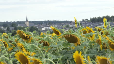 Un-Campo-De-Girasoles-Junto-A-Un-Pequeño-Pueblo-Rural-Francés-Típico-De-La-Región-De-Poitou-Charente,-Europa