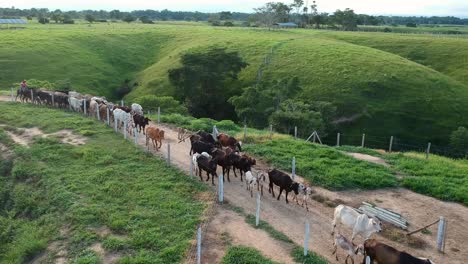 Drone-shot-of-a-flock-of-cows-and-theirs-calfs-being-herd-on-a-farm