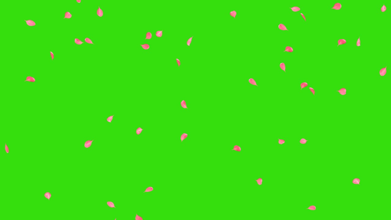 체리 꽃이 떨어지는 잎자루는 알파 채널과 함께 원활한 애니메이션을 루핑합니다.
