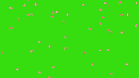 cherry blossom falling petals looping seamless animation with alpha channel.