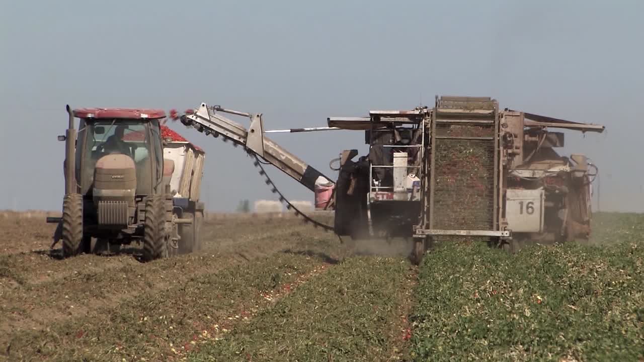 cosechadora de tomates en california, ee.uu.