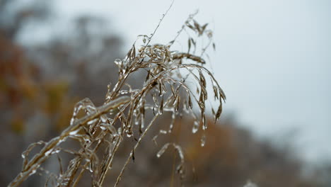 close-up of delicate frosted grass stems coated with shimmering ice droplets, highlighting intricate frozen textures and natural beauty against a softly blurred winter background