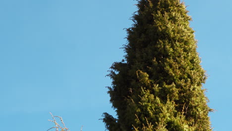 juniper tree against a blue sky