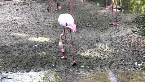 flamingos feeding