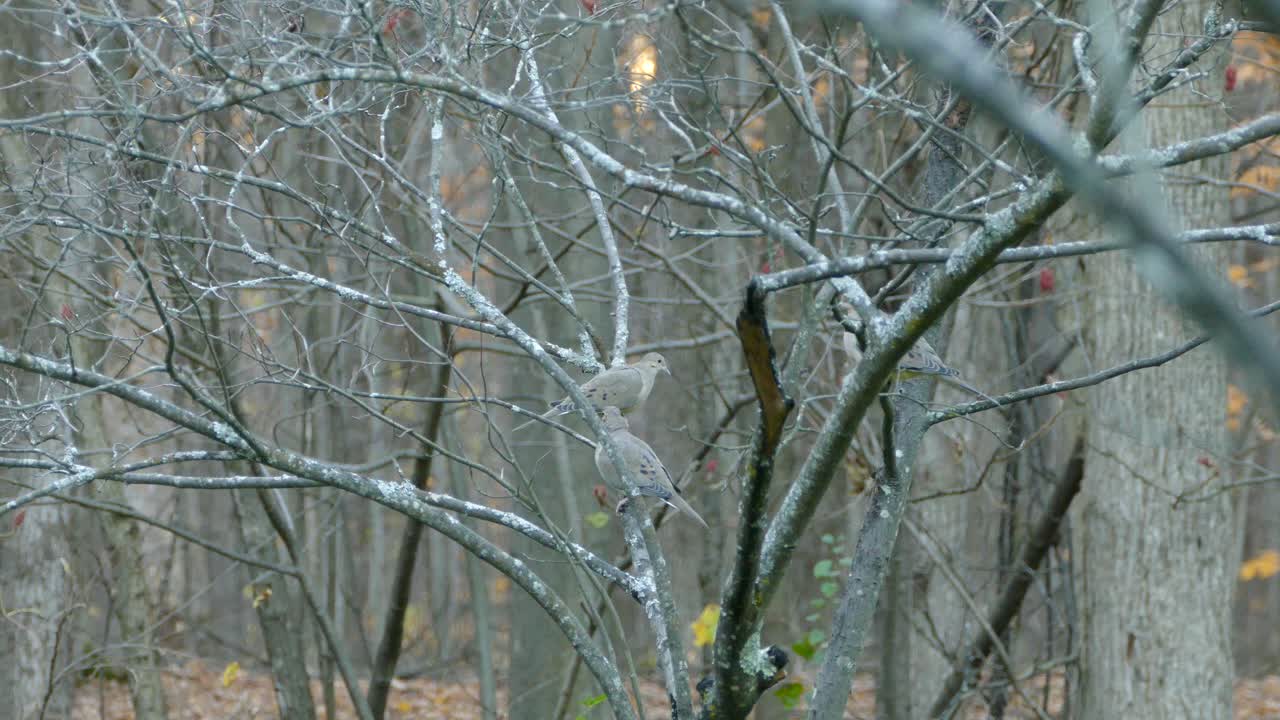 tres pajaritos sentados en ramas mirando alrededor cuando uno salta en un día nublado en el bosque durante el otoño