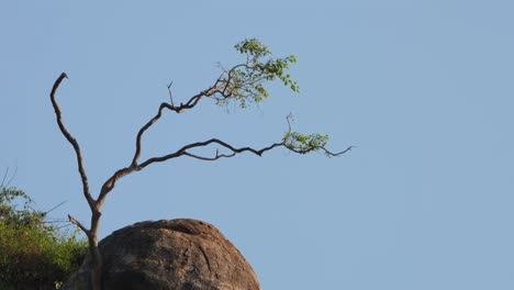 An-almost-bare-tree-seen-on-top-of-a-hill-next-to-a-rock-with-super-lovely-blue-sky,-Thailand