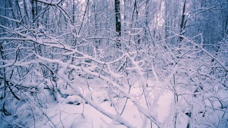 ramas nevadas en el bosque.