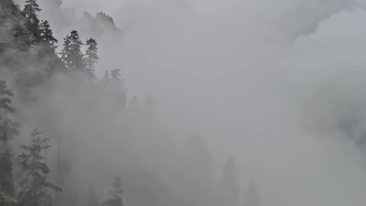 Skov og tåge i Kaukasus, Georgien på en overskyet dag.