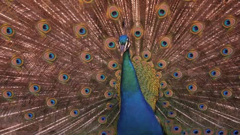 Colorful-Peacock-With-Widespread-Feathered-Tail.-Close-up